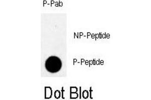 Dot Blot (DB) image for anti-RAD9 Homolog A (S. Pombe) (RAD9A) (pSer328) antibody (ABIN3001777)