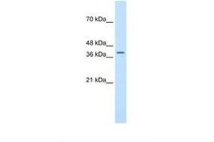 Image no. 1 for anti-Transcription Factor B2, Mitochondrial (TFB2M) (AA 101-150) antibody (ABIN324355) (TFB2M 抗体  (AA 101-150))