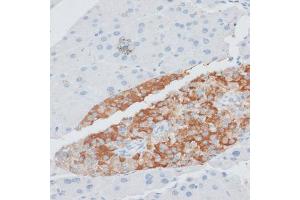 Immunohistochemistry of paraffin-embedded mouse pancreas using PAEP antibody (ABIN6292222) at dilution of 1:100 (40x lens). (PAEP 抗体)