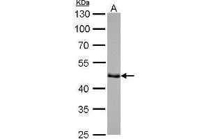 WB Image GAP43 antibody detects GAP43 protein by Western blot analysis. (GAP43 抗体)
