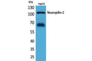 Western Blotting (WB) image for anti-Neuropilin 2 (NRP2) (Internal Region) antibody (ABIN3187763) (NRP2 抗体  (Internal Region))