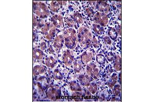 ANKRD22 Antibody (C-term) (ABIN657584 and ABIN2846587) immunohistochemistry analysis in formalin fixed and paraffin embedded human stomach tissue followed by peroxidase conjugation of the secondary antibody and DAB staining. (ANKRD22 抗体  (C-Term))