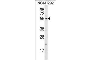 Western blot analysis in NCI-H292 cell line lysates (35ug/lane). (FBXO15 抗体  (N-Term))