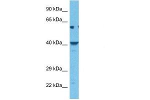 Western Blotting (WB) image for anti-Potassium Channel, Subfamily K, Member 9 (KCNK9) (N-Term) antibody (ABIN2776216)
