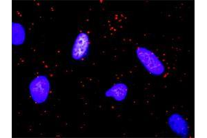 Proximity Ligation Analysis of protein-protein interactions between KITLG and FLT3LG. (FLT3LG 抗体  (AA 27-136))