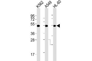 All lanes : Anti-AVPR1A Antibody (C-term) at 1:2000 dilution Lane 1: K562 whole cell lysates Lane 2: A549 whole cell lysates Lane 3: HL-60 whole cell lysates Lysates/proteins at 20 μg per lane. (AVPR1A 抗体)
