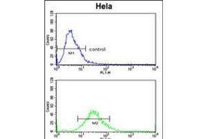 Flow cytometric analysis of Hela cells (bottom histogram) compared to a negative control cell (top histogram). (CLASP2 抗体  (AA 998-1026))