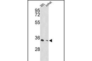 Western blot analysis of PSMD11 Antibody (C-term) (ABIN389306 and ABIN2839426) in 293, Jurkat cell line lysates (35 μg/lane). (PSMD11 抗体  (C-Term))