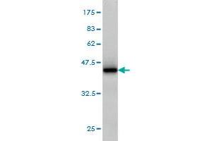 Western Blotting (WB) image for anti-Ral Guanine Nucleotide Dissociation Stimulator-Like 1 (RGL1) (AA 2-109) antibody (ABIN565016)