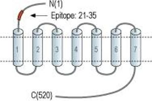 Representative domain view of the target of ABIN7884739.