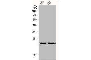 Western Blot analysis of NIH-3T3 VEC cells using Ephrin-A1 Polyclonal Antibody (Ephrin A1 抗体  (Internal Region))