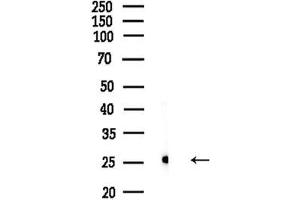 anti-Mitochondrial Ribosomal Protein S34 (MRPS34) (C-Term) antibody