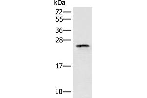 Western blot analysis of HT29 cell lysate using EIF3K Polyclonal Antibody at dilution of 1:400 (EIF3K 抗体)