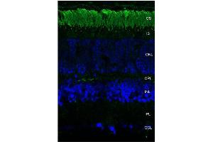 Immunohistochemistry analysis using Mouse Anti-Rhodopsin Monoclonal Antibody, Clone 4D2 . (Rhodopsin 抗体  (FITC))