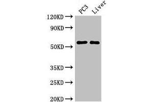 Western Blot Positive WB detected in: PC-3 whole cell lysate, Mouse liver tissue All lanes: FARSB antibody at 2. (FARSB 抗体  (AA 1-299))