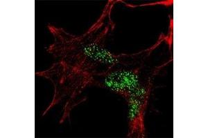 Fluorescent confocal image of SY5Y cells stained with KLF4 antibody at 1:100. (KLF4 抗体  (AA 69-101))