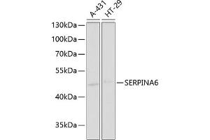 Western blot analysis of extracts of various cell lines, using SERPIN antibody (ABIN6130202, ABIN6147578, ABIN6147580 and ABIN6221489) at 1:1000 dilution. (SERPINA6 抗体  (AA 136-405))