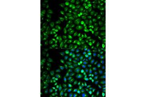 Immunofluorescence (IF) image for anti-Glutamate Receptor, Metabotropic 3 (GRM3) antibody (ABIN1872902) (Metabotropic Glutamate Receptor 3 抗体)