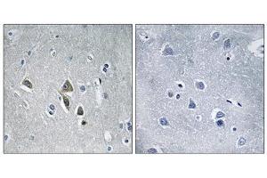 Immunohistochemistry analysis of paraffin-embedded human brain tissue using OAZ1 antibody. (OAZ1 抗体  (N-Term))