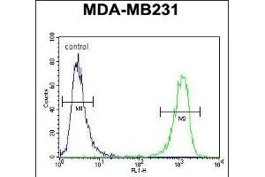 HRIHF Antibody (C-term) (ABIN653093 and ABIN2842686) flow cytometric analysis of MDA-M cells (right histogram) compared to a negative control cell (left histogram). (CBY1/PGEA1 抗体  (C-Term))