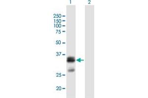 Western Blot analysis of FLJ45455 expression in transfected 293T cell line by FLJ45455 MaxPab polyclonal antibody. (SHISA6 抗体  (AA 1-292))