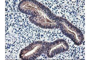 Image no. 9 for anti-NIF3 NGG1 Interacting Factor 3-Like 1 (NIF3L1) antibody (ABIN1496618)