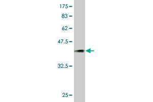 Western Blot detection against Immunogen (36. (PCDHGA5 抗体  (AA 205-304))