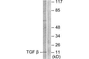 Western Blotting (WB) image for anti-Transforming Growth Factor, beta 3 (TGFB3) (Internal Region) antibody (ABIN1848799) (TGFB3 抗体  (Internal Region))
