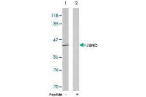Western blot analysis of extracts from HeLa cells using JUND polyclonal antibody  . (JunD 抗体)