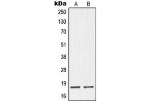 Western blot analysis of Neuromedin S expression in HepG2 (A), MCF7 (B) whole cell lysates. (NMS 抗体  (C-Term))