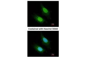 Immunofluorescence (IF) image for anti-Zinc Finger CCCH-Type Containing 12A (ZC3H12A) antibody (ABIN2856778)