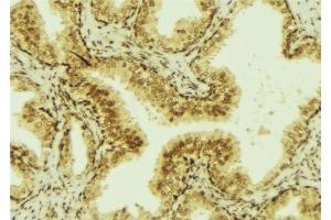 ABIN6276994 at 1/100 staining Mouse colon tissue by IHC-P. (TFF3 抗体  (Internal Region))