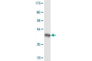 Western Blot detection against Immunogen (36. (AIP 抗体  (AA 156-249))
