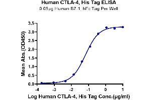 Immobilized Human B7-1, hFc Tag at 0. (CTLA4 Protein (AA 36-161) (His tag))