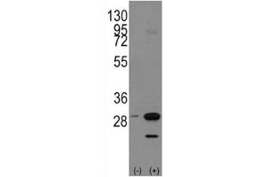 Western Blotting (WB) image for anti-Prohibitin (PHB) (AA 182-211) antibody (ABIN3028945)