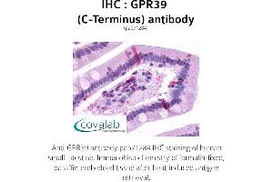 Image no. 1 for anti-G Protein-Coupled Receptor 39 (GPR39) (C-Term) antibody (ABIN1735083) (GPR39 抗体  (C-Term))