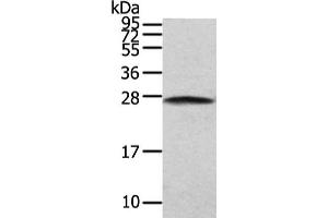 Gel: 12 % SDS-PAGE, Lysate: 40 μg, Lane: NIH/3T3 cell, Primary antibody: ABIN7130604(PGRMC2 Antibody) at dilution 1/200 dilution, Secondary antibody: Goat anti rabbit IgG at 1/8000 dilution, Exposure time: 5 seconds (PGRMC2 抗体)