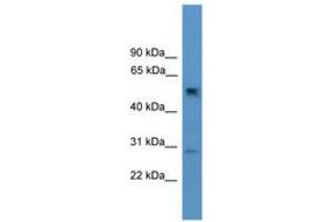 Image no. 1 for anti-Protein Phosphatase 2, Regulatory Subunit B, gamma (PPP2R2C) (AA 21-70) antibody (ABIN6746534) (PPP2R2C 抗体  (AA 21-70))