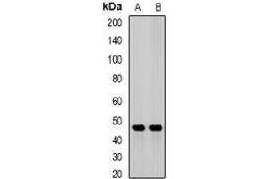 Western blot analysis of JMJD6 expression in mouse heart (A), mouse liver (B) whole cell lysates.