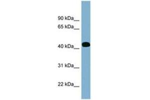 Image no. 1 for anti-Inositol-Tetrakisphosphate 1-Kinase (ITPK1) (AA 179-228) antibody (ABIN6741924) (ITPK1 抗体  (AA 179-228))