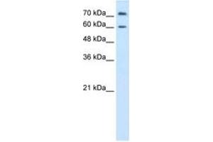 Image no. 1 for anti-Proline Dehydrogenase (Oxidase) 2 (PRODH2) (AA 451-500) antibody (ABIN6736616) (PRODH2 抗体  (AA 451-500))