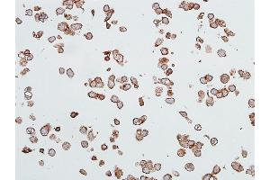 Immunocytochemistry (ICC) image for anti-Carcinoembryonic Antigen-Related Cell Adhesion Molecule 1 (CEACAM1) (AA 35-433) antibody (ABIN7455148)