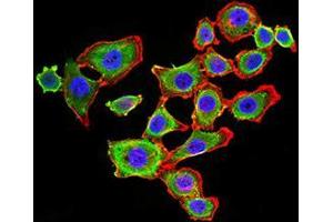 Immunofluorescence analysis of HL-7702 cells using CDH11 mouse mAb (green).