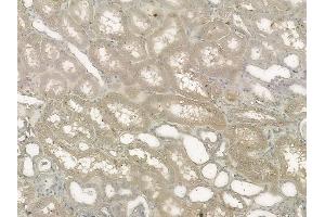 ABIN6260609 and ABIN6272632 at 1/100 staining human normal kidney tissue by IHC-P.