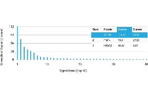 Protein Array (PAr) image for anti-Somatostatin Receptor 1 (SSTR1) antibody (ABIN7456000) (SSTR1 抗体)