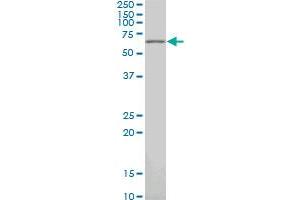 PAX7 monoclonal antibody (M03), clone 3C9. (PAX7 抗体  (AA 411-520))