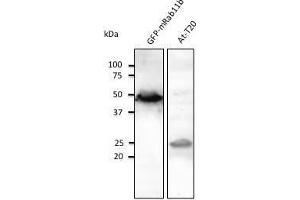 Anti-Rab5 Ab at 1/1,000 dilution, tissue tysate at 100 µg per Iane, Rabbit polyclonat to goat lµg (HRP) at 1/10,000 dilution. (RAB11B 抗体  (C-Term))