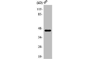 Western Blotting (WB) image for anti-Proteasome (Prosome, Macropain) 26S Subunit, Non-ATPase, 11 (PSMD11) (Internal Region) antibody (ABIN7187853)