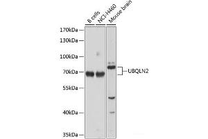 Western blot analysis of extracts of various cell lines using UBQLN2 Polyclonal Antibody at dilution of 1:1000. (Ubiquilin 2 抗体)