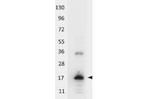 Western blot using  HRP conjugated anti-Human IL-33 antibody shows detection of a band ~18 kDa in size corresponding to recombinant human IL-33. (IL-33 抗体  (HRP))